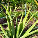Aloe species